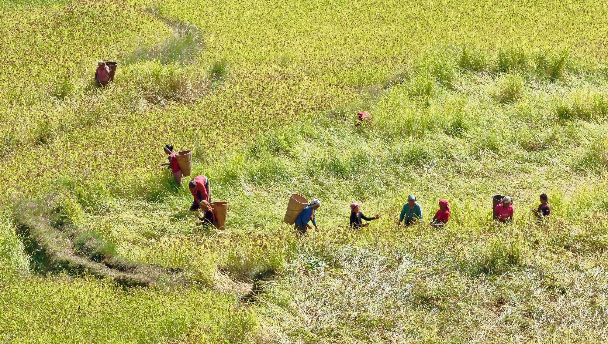 Récolte en Himalaya, Népal