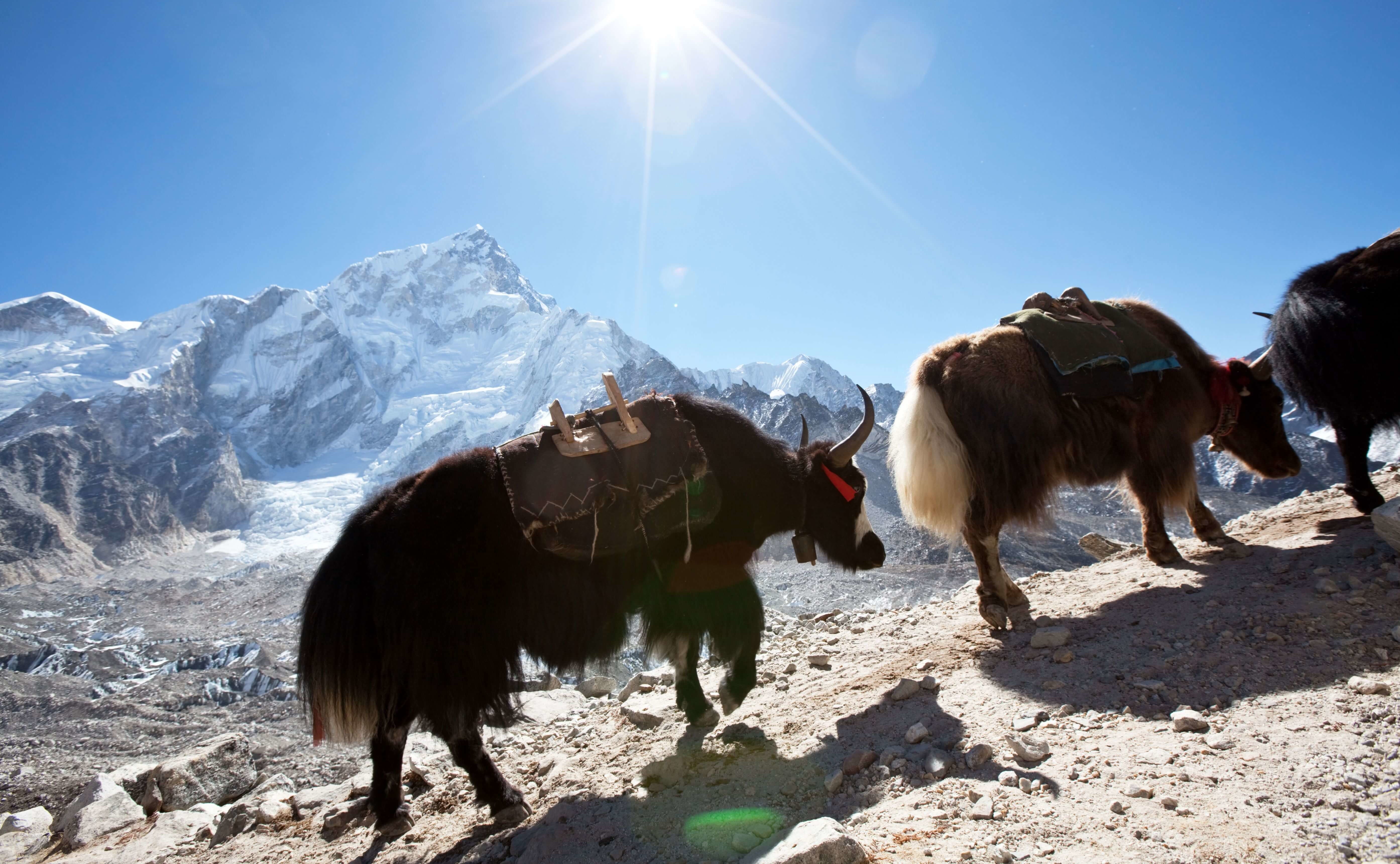 Caravanes de yaks, Népal