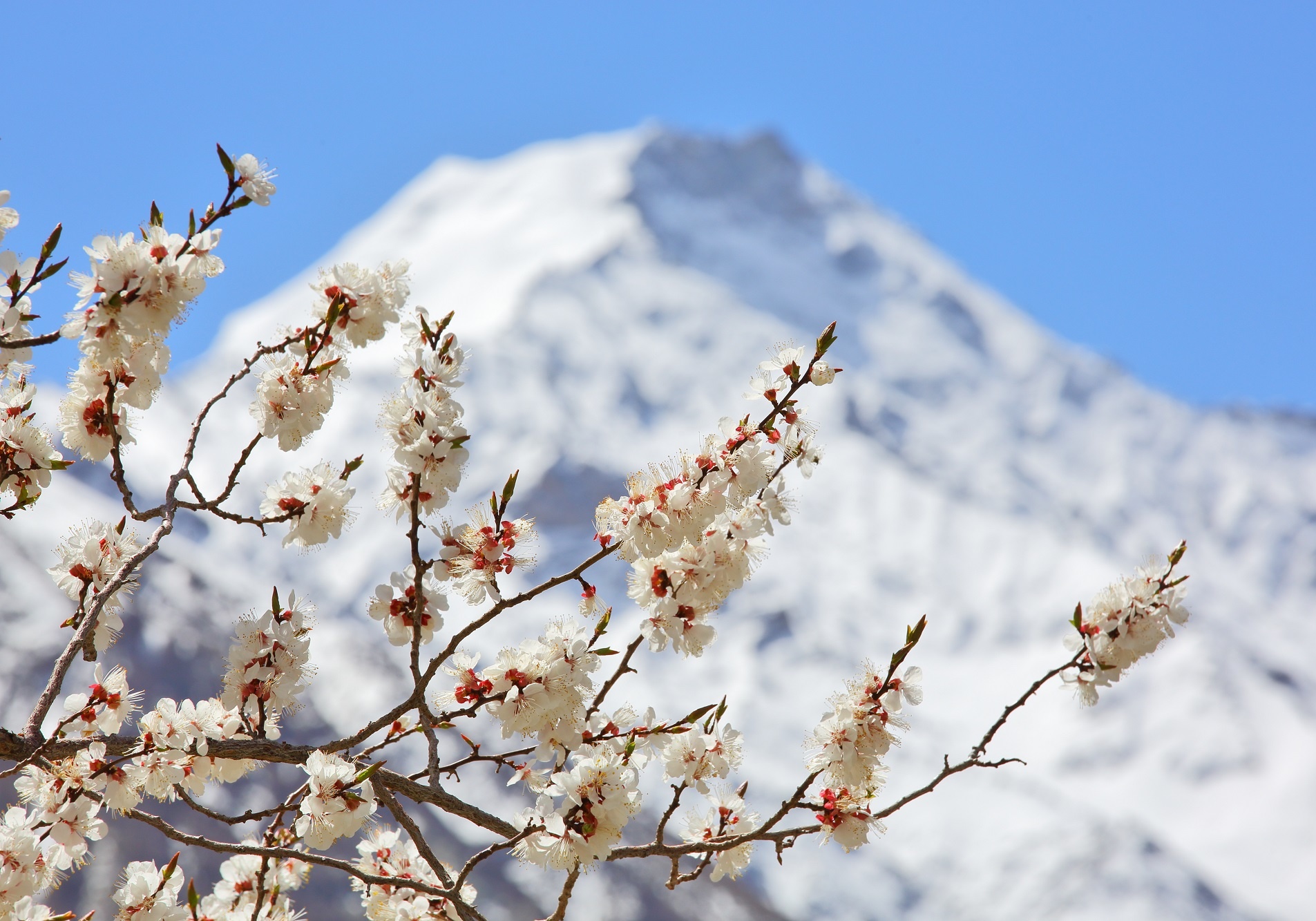 Fleurs d'abricot, Himalaya