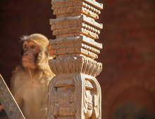 Singe à Katmandou