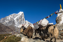 Troupeau de yaks à Dingboche, chemin de l'Everest