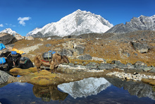 Yaks au village de Lobuche, avec vue sur le Nupte et le Lhotse, vallée du Khumbu