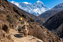 En chemin vers l'Everest, vallée du Haut Khumbu